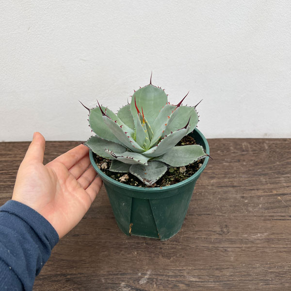 園芸ネット本店｜アガベ：パリー トルンカータ 5号鉢植え の通販【公式】