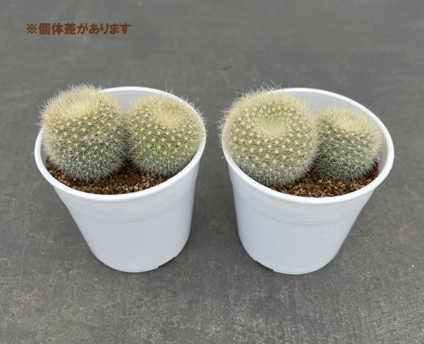 園芸ネット本店｜サボテン：ブラジリカクタス 雪晃 2.5号鉢植え の通販