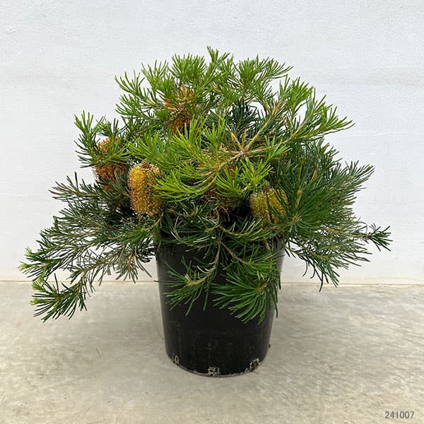 園芸ネット本店｜バンクシア：バースデイキャンドル 7号24-02 の通販