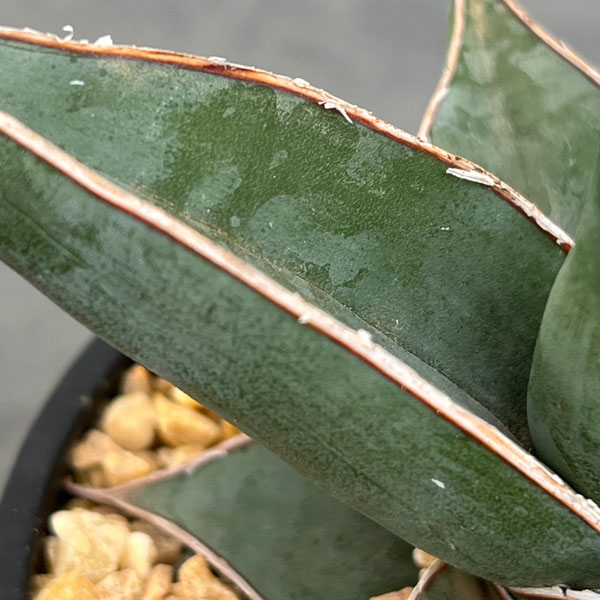 園芸ネット本店｜サンセベリア：レア品種セット（ピンギキュラと