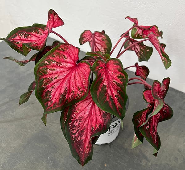 園芸ネット本店｜ガーデンカラジウム：ハートトゥハート スカーレット