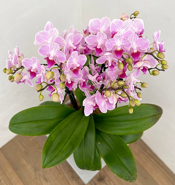 園芸ネット本店｜ミディコチョウラン：VINTAGE ORCHID（ヴィンテージ