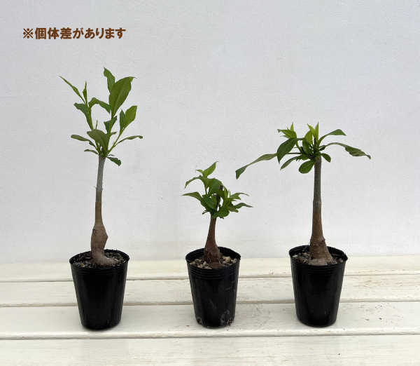 園芸ネット本店｜バオバブ：ディギタータ 2.5号ポット の通販【公式】