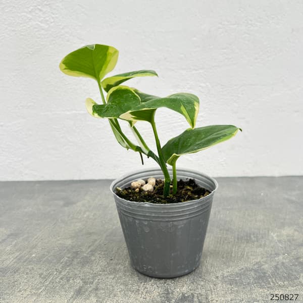 園芸ネット本店｜ポトス：AWドリーム 3号ポット の通販【公式】