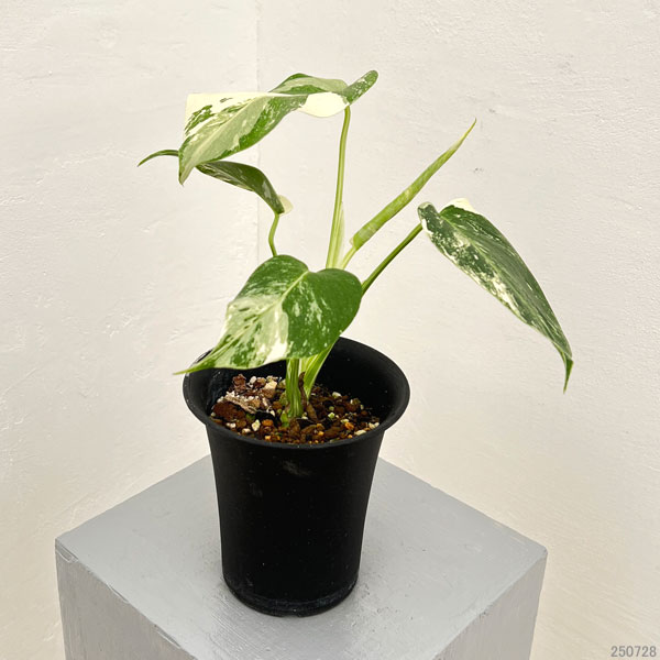 園芸ネット本店｜モンステラ：ボルシギアーナバリエガータ（白斑） 4号