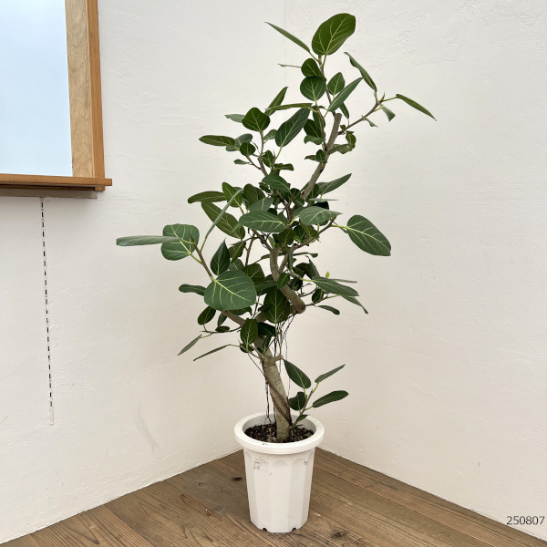 園芸ネット本店｜フィカス：ベンガレンシス 8号25-05 の通販【公式】