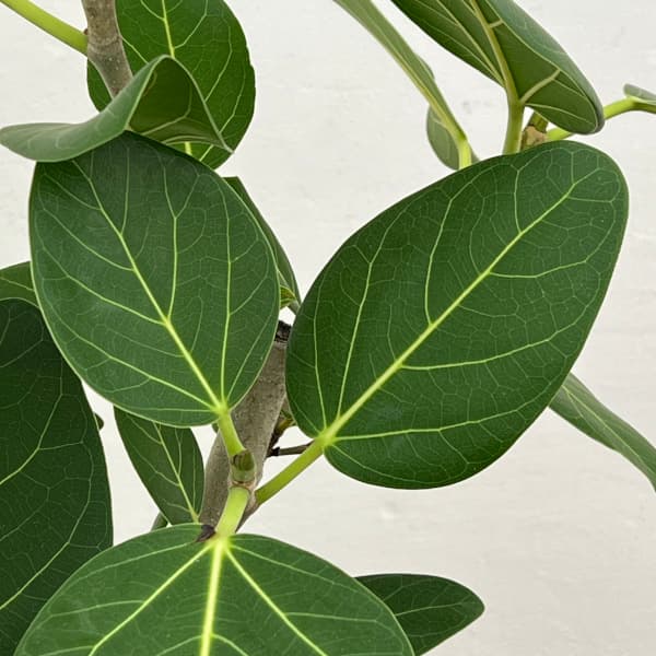 園芸ネット本店｜フィカス：ベンガレンシス 8号25-05 の通販【公式】