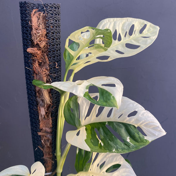 園芸ネット本店｜マドカズラ：斑入り 8号ネガミエルねこチップ植え の