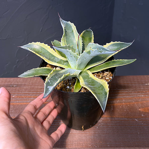 園芸ネット本店｜アガベ：オバティフォリア オルカ 4号鉢植え25-01 の