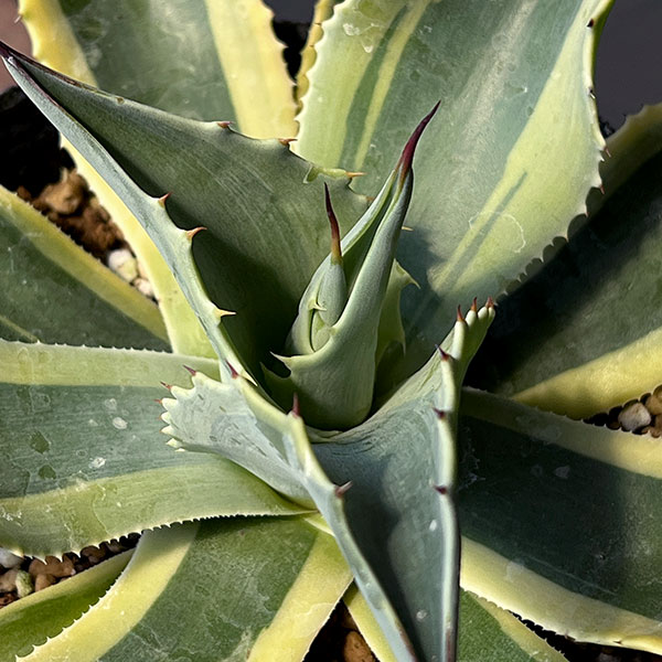 園芸ネット本店｜アガベ：オバティフォリア オルカ 4号鉢植え25-01 の