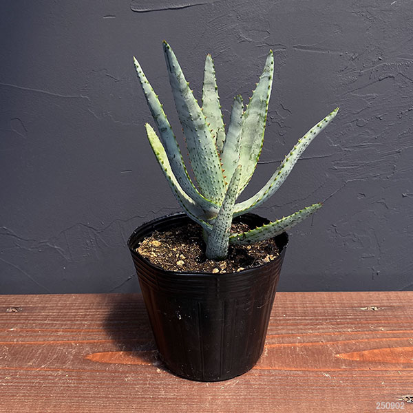 園芸ネット本店｜アロエ：コニフェラ 4号ポット の通販【公式】