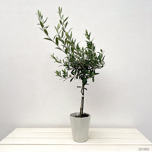 園芸ネット本店｜オリーブ：アスコラーノ スタンダード仕立て4.5号