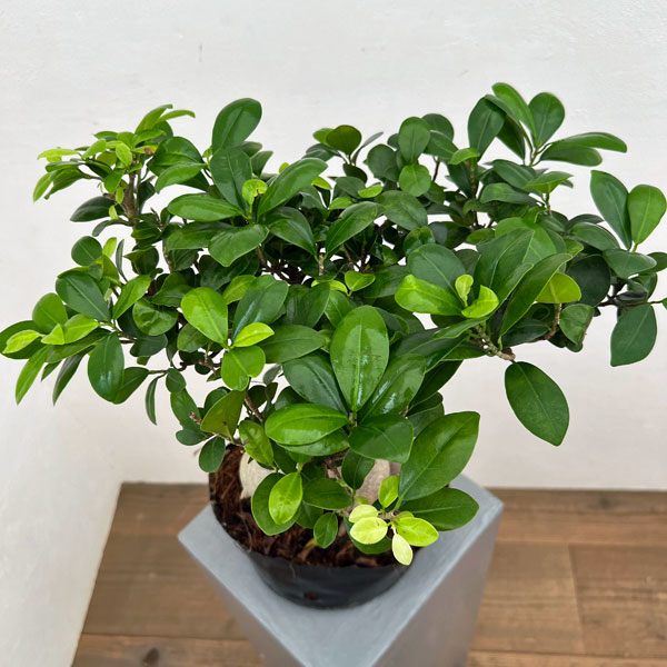 園芸ネット本店｜ガジュマル：幹太仕立て 7号ポット25-03 の通販【公式】