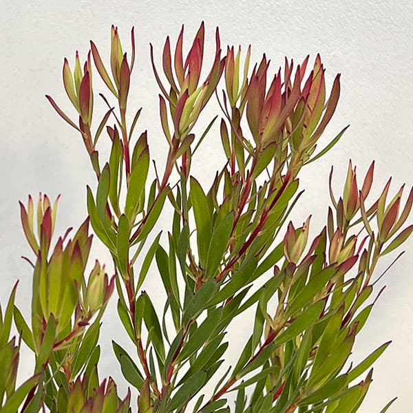 園芸ネット本店｜リューカデンドロン：ゾーイ 7号鉢植え の通販【公式】