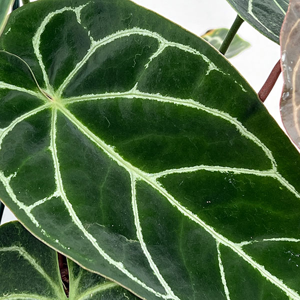 園芸ネット本店｜アンスリウム（原種）：クリスタリナムブラック