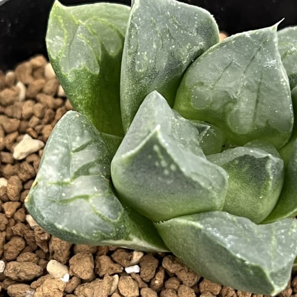 園芸ネット本店｜ハオルチア：ムチカ 2.5号鉢植え の通販【公式】