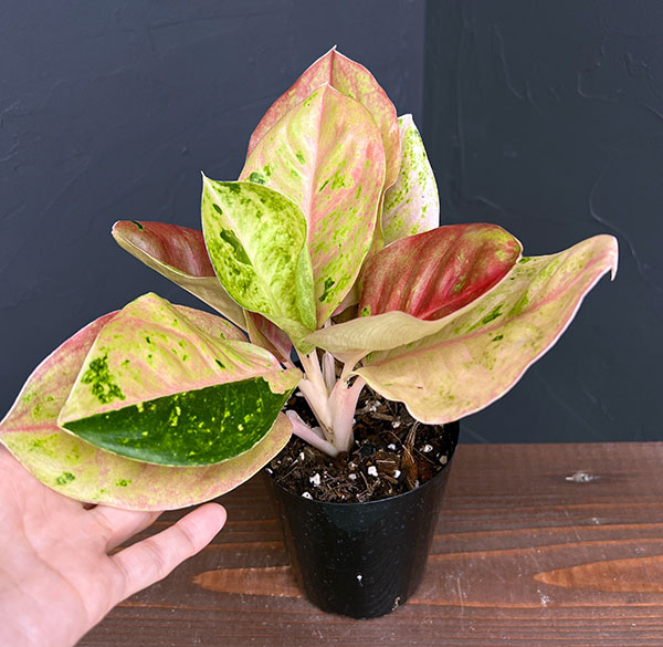 園芸ネット本店｜アグラオネマ：ピンクエメラルド 4号鉢入り の通販