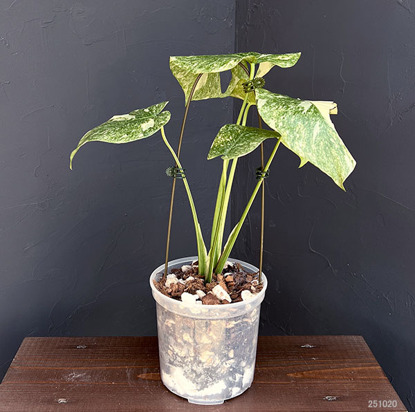 園芸ネット本店｜モンステラ：デリシオーサ レガシー 5号25-02 の通販