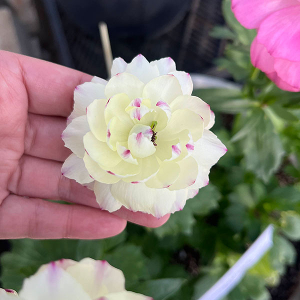 園芸ネット本店｜ラナンキュラス：ラックス ペネロペ3.5-4号ポット 3株