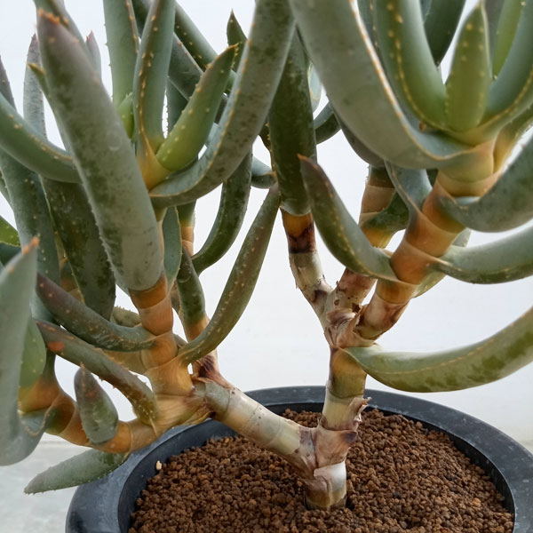 園芸ネット本店｜[ザ・ファームセレクト]アロエ：ラモシシマ（多分枝