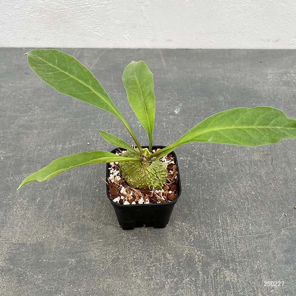 園芸ネット本店｜ミルメコディア：プラティレア2号角鉢 の通販【公式】