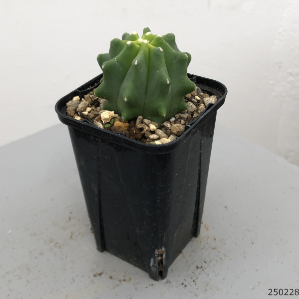 園芸ネット本店｜サボテン：フェロカクタス 王冠竜 2.5号鉢植え の通販