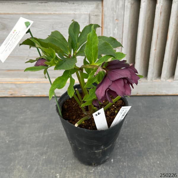 園芸ネット本店｜花郷園さんのクリスマスローズ：25-36パピエ ノワール