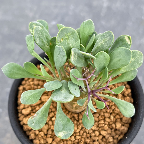 園芸ネット本店｜オトンナ：ユーフォルビオイデス（黒鬼城）2.5号鉢 の