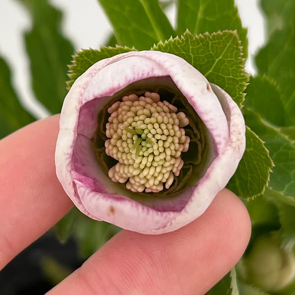 まい様専用大和園 ❤️ 抹茶パステリッシュトレイン❤️クリスマス