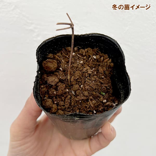 園芸ネット本店｜クレマチス：デニーズダブル2.5号ポット の通販【公式】