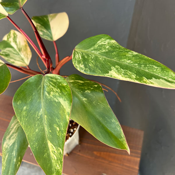 園芸ネット本店｜フィロデンドロン：ストロベリーシェイク 5号25-02 の