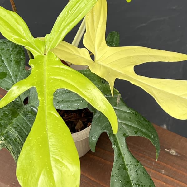 園芸ネット本店｜フィロデンドロン：フロリダビューティーバリエガータ