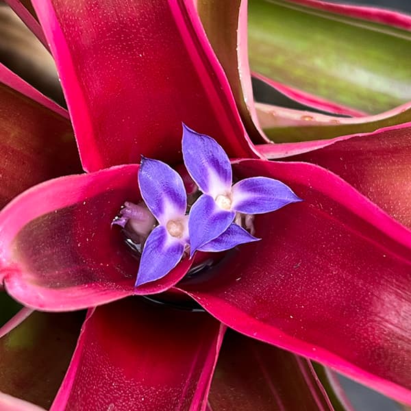 カンパネラ様 ファイヤーボール 公認店 CAMPANELA.CO.,LTD. | 株式会社