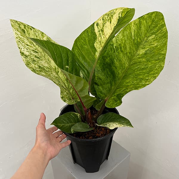 園芸ネット本店｜アンスリウム：ハイブリット（斑入り）8号25-01 の