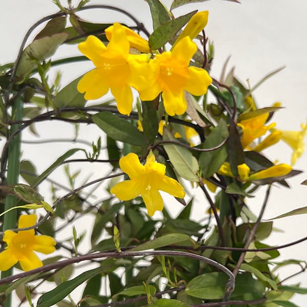 園芸ネット本店｜カロライナジャスミン4.5号鉢植え の通販【公式】