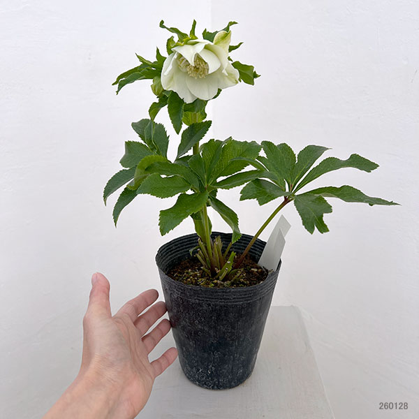 園芸ネット本店｜若泉ファームさんのクリスマスローズ：26-25