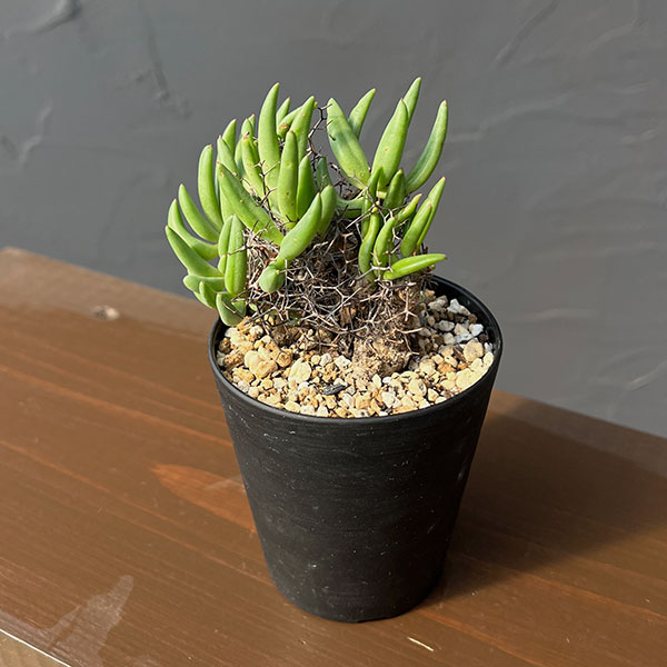 園芸ネット本店｜チレコドン：レティキュラーツス(万物想)3号鉢植え26