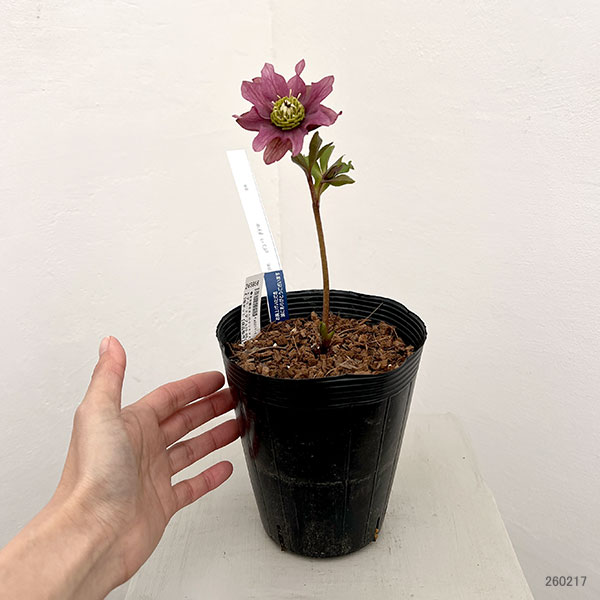 園芸ネット本店｜吉田園芸さんのクリスマスローズ：ヒデコートダブル26