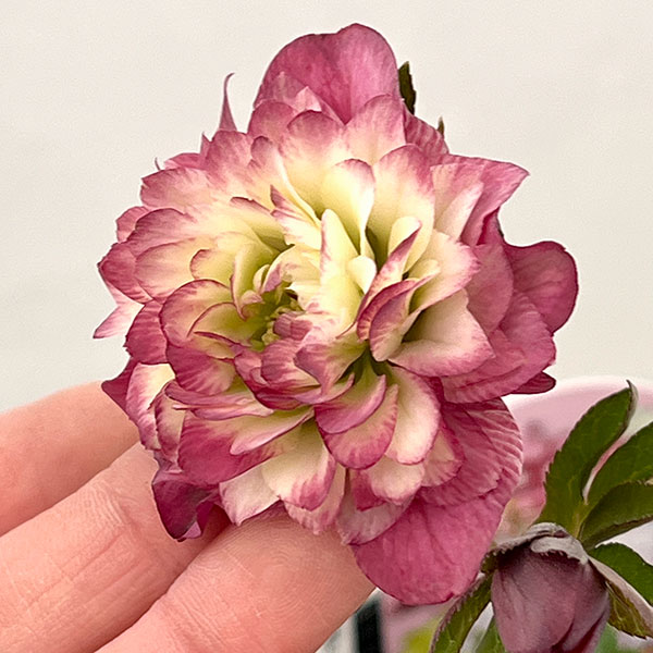 園芸ネット本店｜吉田園芸さんのクリスマスローズ：多弁交配26-09／4.5