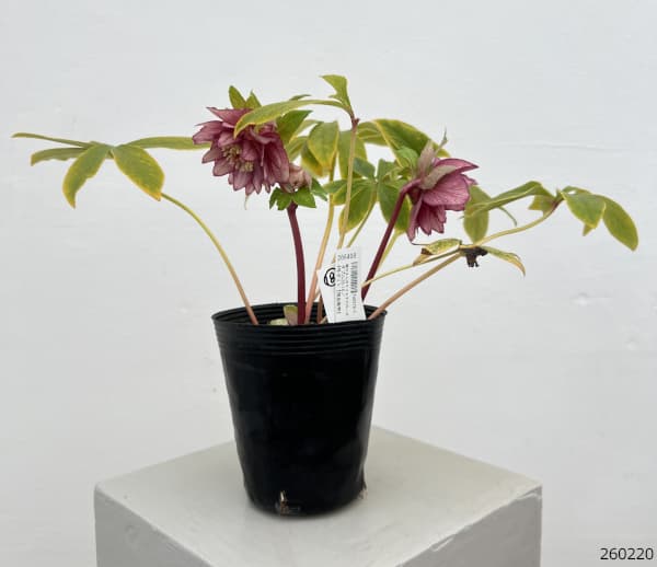 園芸ネット本店｜細川さんのクリスマスローズ：ダブル26-18／4号ポット