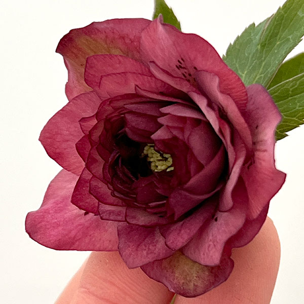 園芸ネット本店｜吉田園芸さんのクリスマスローズ：超多弁交配26-03