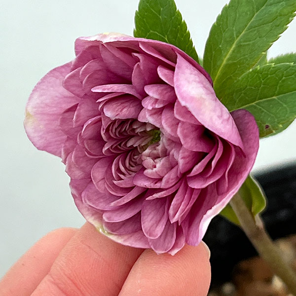 園芸ネット本店｜吉田園芸さんのクリスマスローズ：超多弁交配26-08