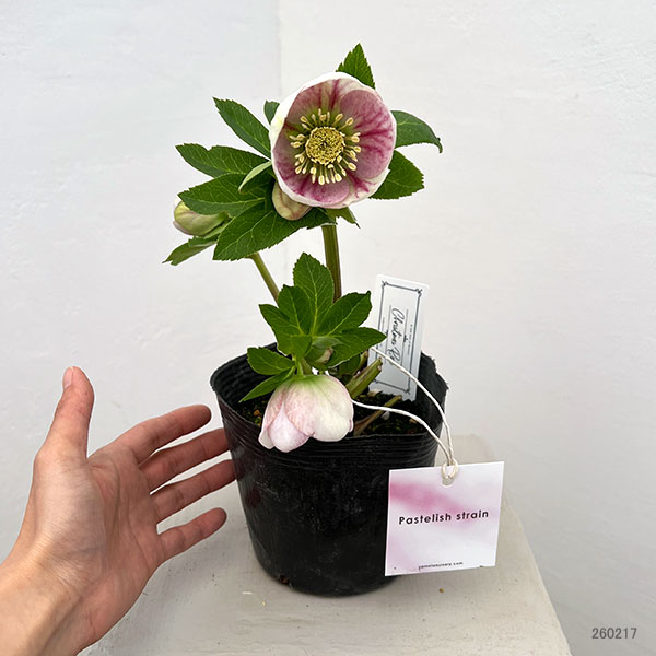 園芸ネット本店｜大和園さんのクリスマスローズ：26-01パステリッシュ