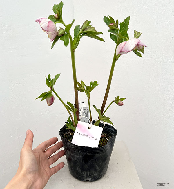 園芸ネット本店｜大和園さんのクリスマスローズ：26-04パステリッシュ