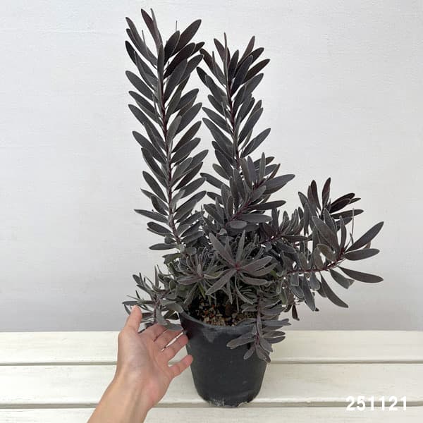 園芸ネット本店｜リューカデンドロン：デュリフ（大） 5号鉢植え の