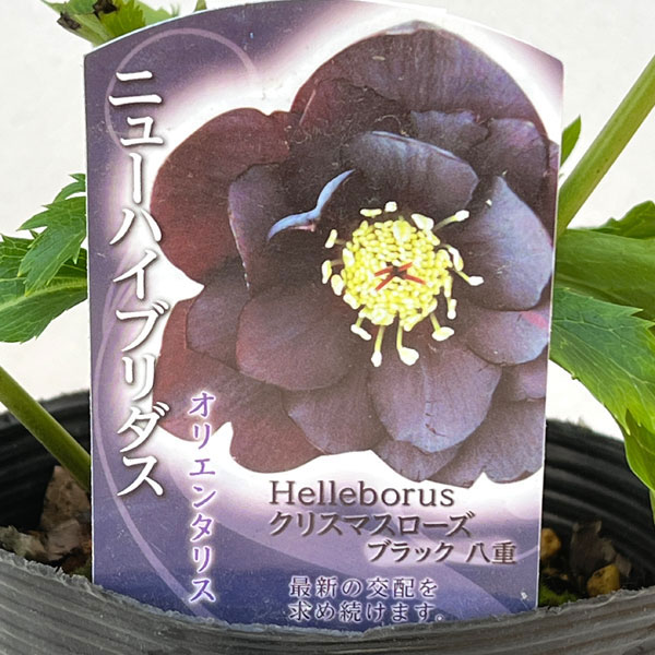 園芸ネット本店｜高正園さんのクリスマスローズ：ダブル ブラック4.5号