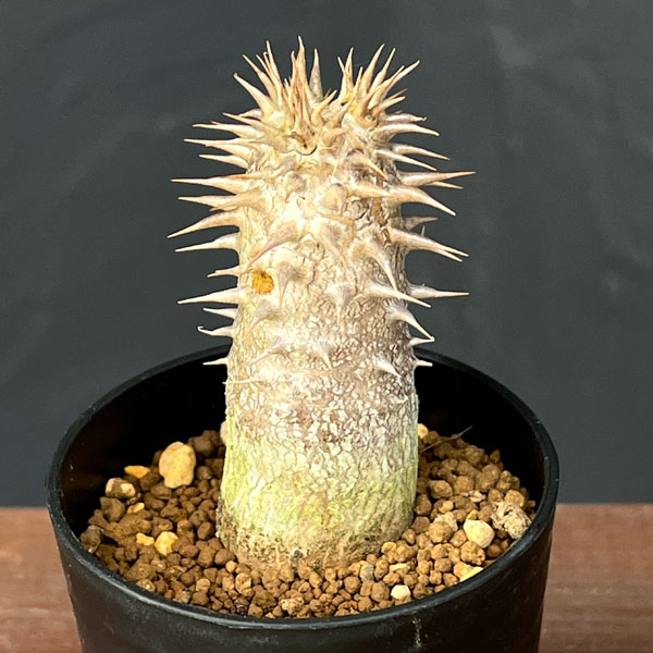 園芸ネット本店｜パキポディウム：デンシフローラム（実生）2.5号