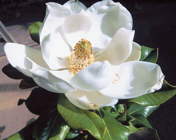 園芸ネット本店｜タイサンボク：ケイパレス3号ポット の通販【公式】