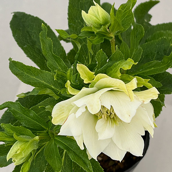 園芸ネット本店｜若泉ファームさんのクリスマスローズ：26-02