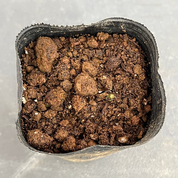 園芸ネット本店｜クレマチス：メフィストフェル2.5号ポット（ジャック